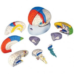 Modelo de cerebro neuro-anatómico en 8 piezas
