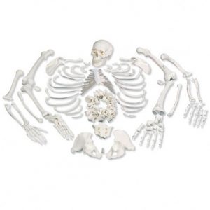 squelette-humain-demonte-a05_1