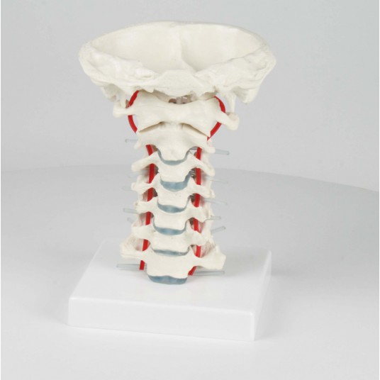 vertebras-cervicales-girodmedical