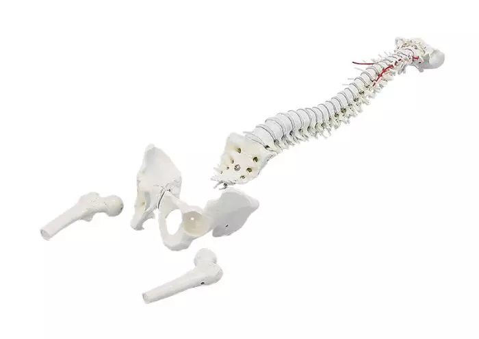 Columna vertebral con pelvis y porciones femorales Erler Zimmer 4014-1