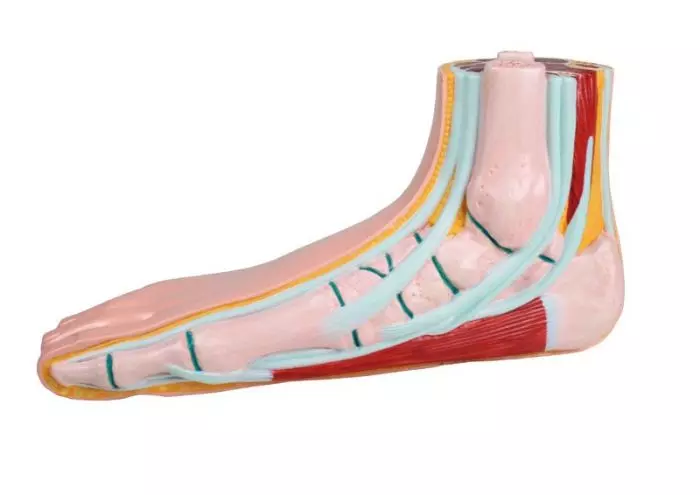 Modelo de pie plano M231 Erler Zimmer