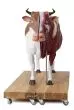 Modelo bovino a un tercio de tamaño real Erler Zimmer
