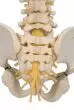 Columna vertebral pediátrica en calidad 3B BONElike™ A52