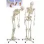 Fred, el esqueleto flexible, con soporte rotatorio, 5 ruedas 3B scientific A15/2