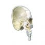 Huesos de medio cráneo, 4 partes 3B scientific - A280