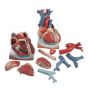 Corazón y mediastino, 3 veces su tamaño natural, de 10 piezas 3B scientific - VD251