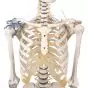 Esqueleto Toni, con columna vertebral flexible y ligamentos visibles, 3013 Erler Zimmer
