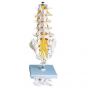 Columna vertebral lumbar 3B scientific A74