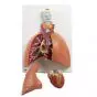 Modelo del pulmón, 5 piezas 3B scientific VC243