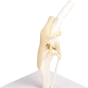 Modelo anatómico de la rodilla canina Erler Zimmer