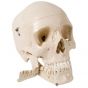 Cráneo con dientes para hacer extracciones, 4 partes W10532