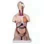 Torso de lujo femenino, con cabeza, 20 partes 3B - B08