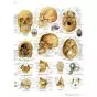 El cráneo humano VR2131L
