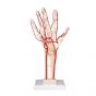 Esqueleto de la mano con arterias 3B scientific M17