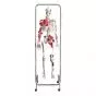 Esqueleto Ortopédico 3B scientific W47000