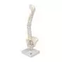 Columna vertebral miniatura, elástica, sobre soporte A18/21