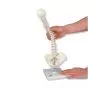 Columna vertebral miniatura, elástica, sobre soporte A18/21