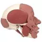 Cráneo con músculos faciales A300 3B Scientific