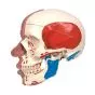 Cráneo con músculos faciales A300 3B Scientific
