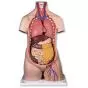 Torso clásico asexuado, 10 partes B09/1