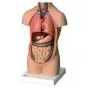 Mini-Torso, 9 partes B20