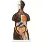 Torso africano,  bisexuado, 24 partes B37