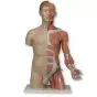 Torso de lujo y brazo con músculos, 33 partes B42