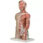 Torso de lujo y brazo con músculos, 33 partes B42