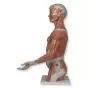 Torso de lujo y brazo con músculos, 33 partes B42