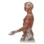 Torso de lujo y brazo con músculos, 33 partes B42