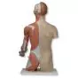 Torso de lujo y brazo con músculos, 33 partes B42
