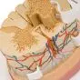Médula espinal con terminaciones nerviosas C41