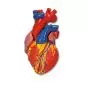 Modelo de corazón G01