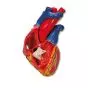 Modelo de corazón G01