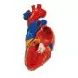 Modelo de corazón G01