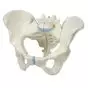 Pelvis femenina, 3-partes H20/1