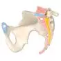 Pelvis femenina, 3-partes H20/1