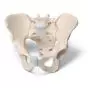 Pelvis masculina en tres piezas 3B Scientific H21/1