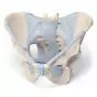 Pelvis masculina con ligamentos, 2 piezas 3B Scientific H21/2