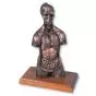 MEDart™ Torso, de cobre MAB09K