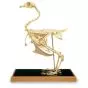 Esqueleto de gallina (Gallus gallus) T30002