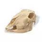 Cráneo de una oveja (Ovis aries) T30018