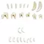 Formas típicas de dientes de mamíferos T30029