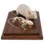 Esqueleto de un ratón y ratón preparado T31001