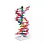 Modelo de ADN de doble hélice miniDNA™ mejorado (12 segmentos) W19763 3B Scientific