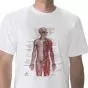 Camiseta anatómica, sistema nervioso, L W41020 3B Scientific