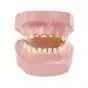 Modelo de deterioro dental por caries del biberón 3B Scientific W43157 