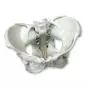 Esqueleto de Pelvis femenina con ligamentos W19012