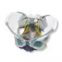 Pelvis femenina con ligamentos, nervios y músculos W19020