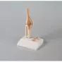Articulación miniatura de la rodilla con corte transversal Erler Zimmer